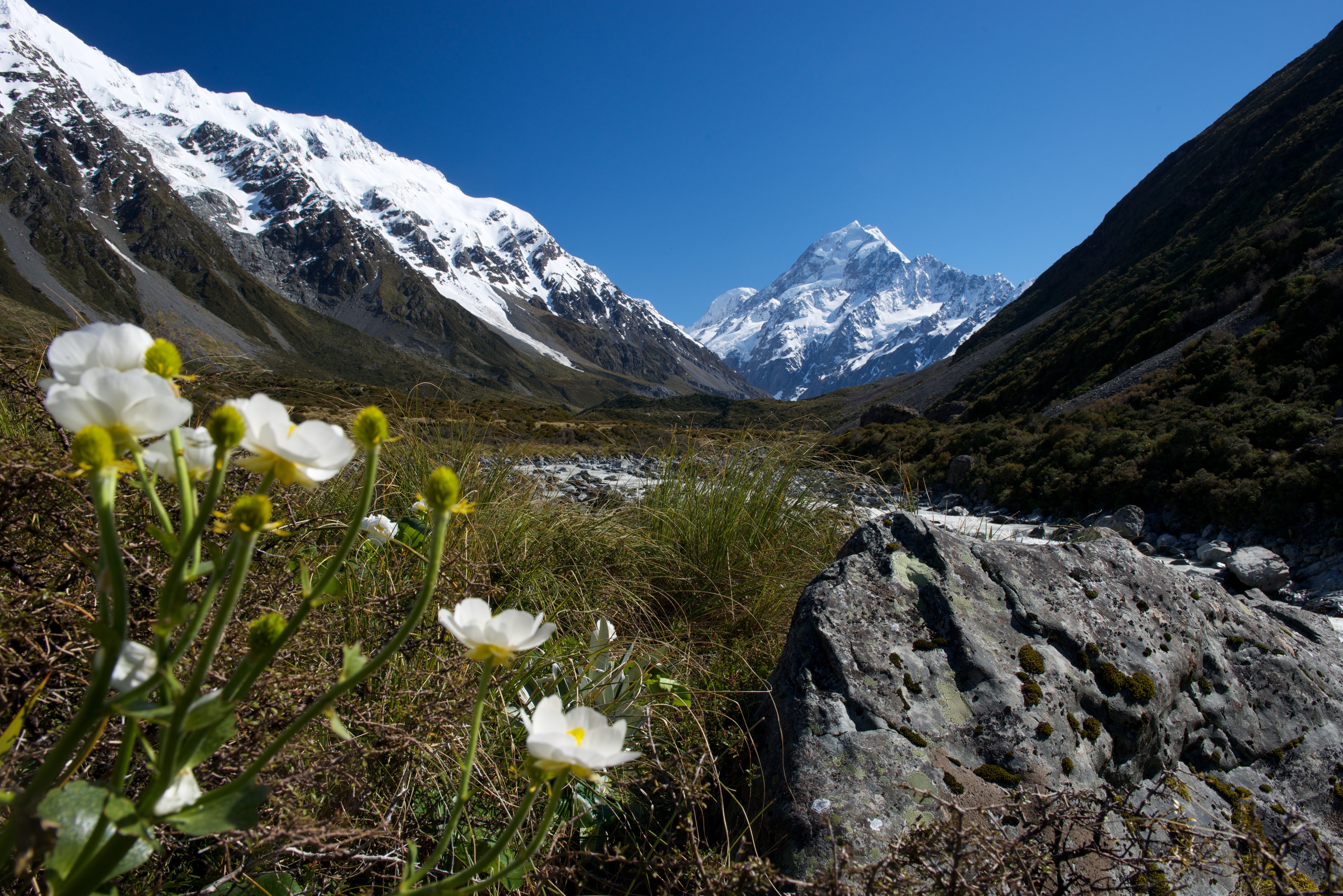 Neuseeland Mount Cook Südalpen Wiesenblumen