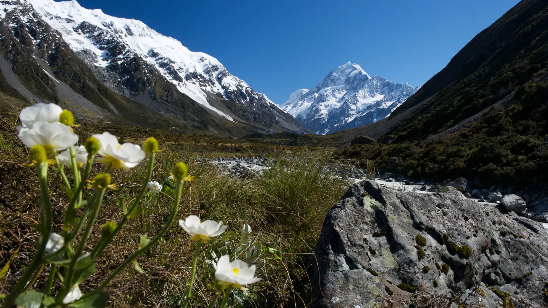 Neuseeland Mount Cook Südalpen Wiesenblumen