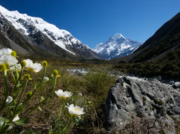 Neuseeland Mount Cook Südalpen Wiesenblumen