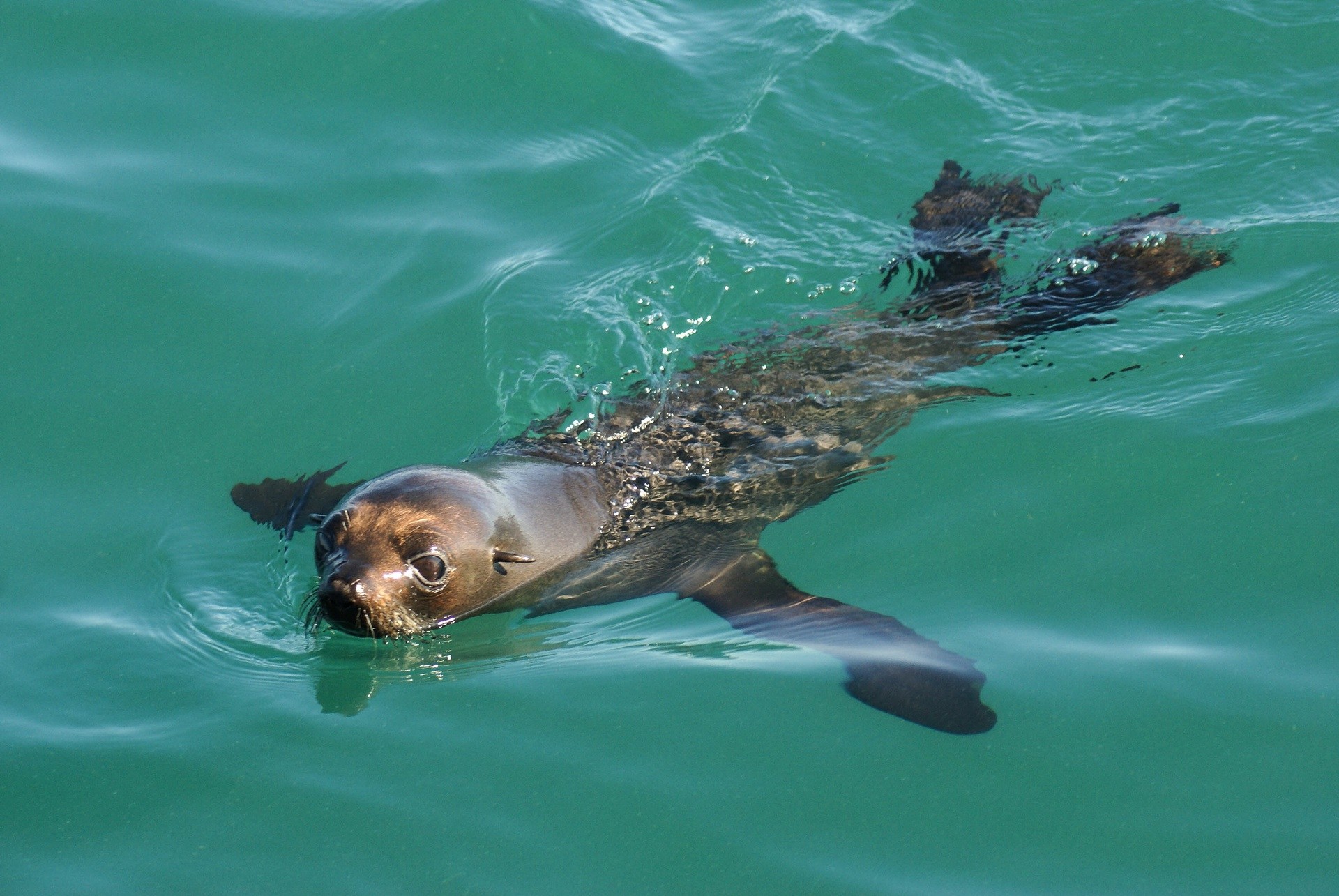 Nz north Auckland Harbour wildlife