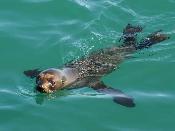 Nz north Auckland Harbour wildlife