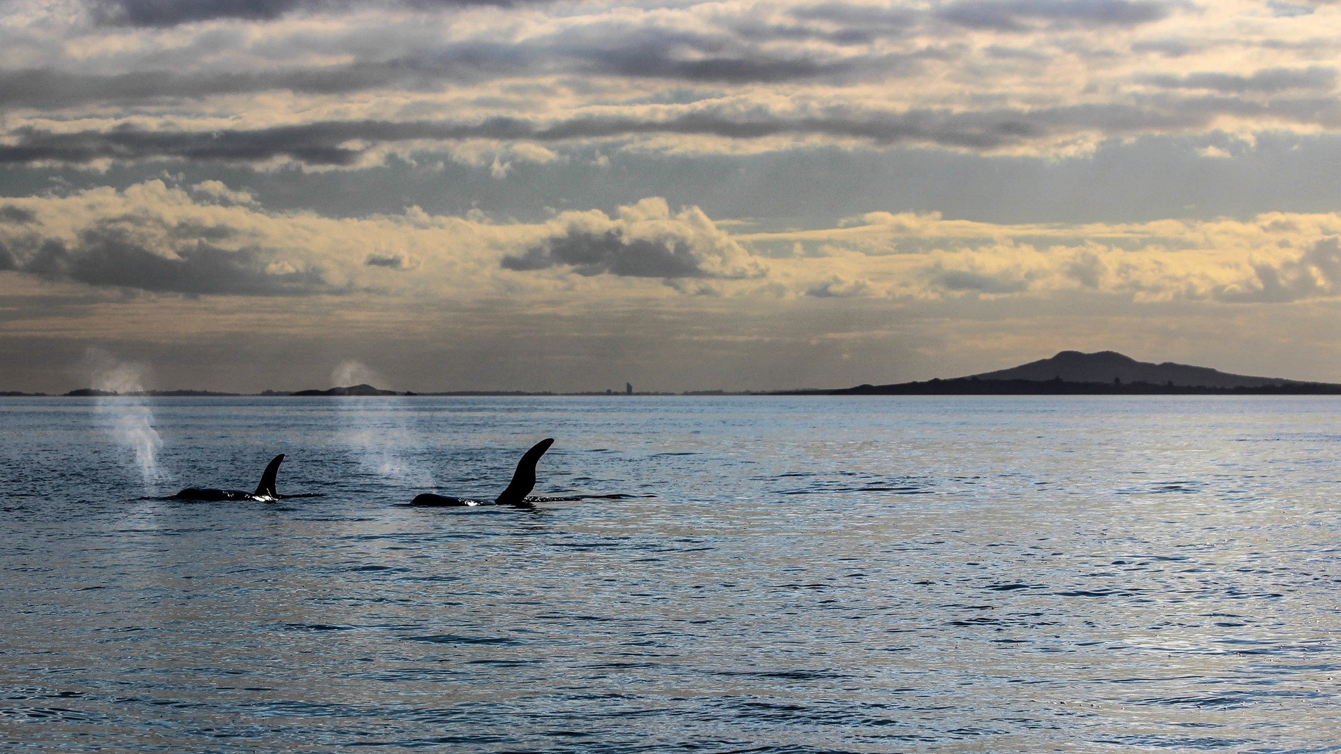 Nz north Auckland Harbour whales
