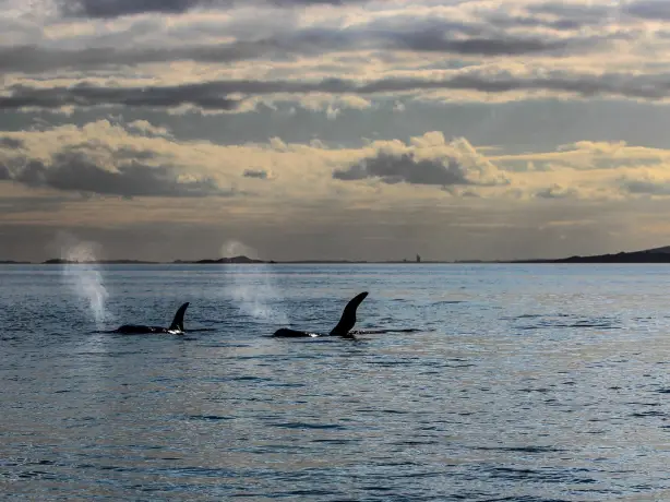 Nz north Auckland Harbour whales