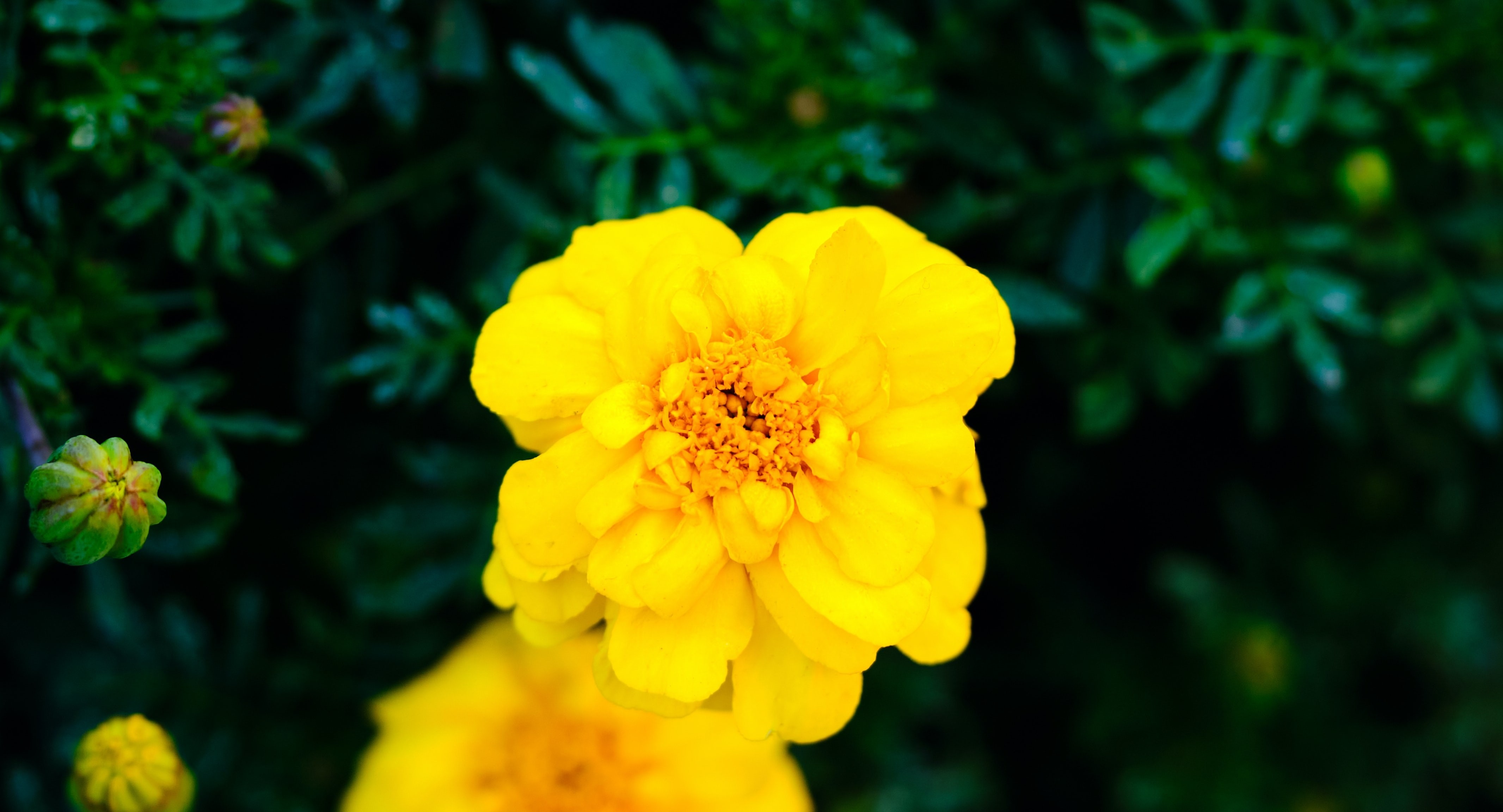 nz north auckland park yellow flower