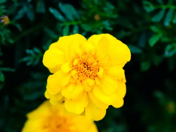 nz north auckland park yellow flower