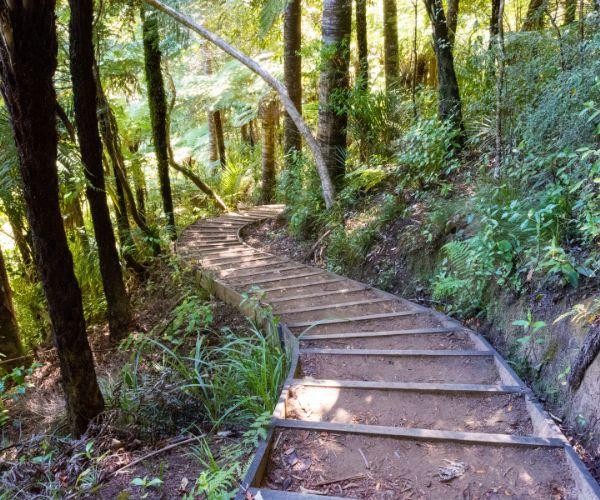 Nz north auckland piha hike native forest