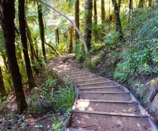 Nz north auckland piha hike native forest