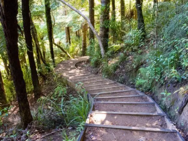 Nz north auckland piha hike native forest