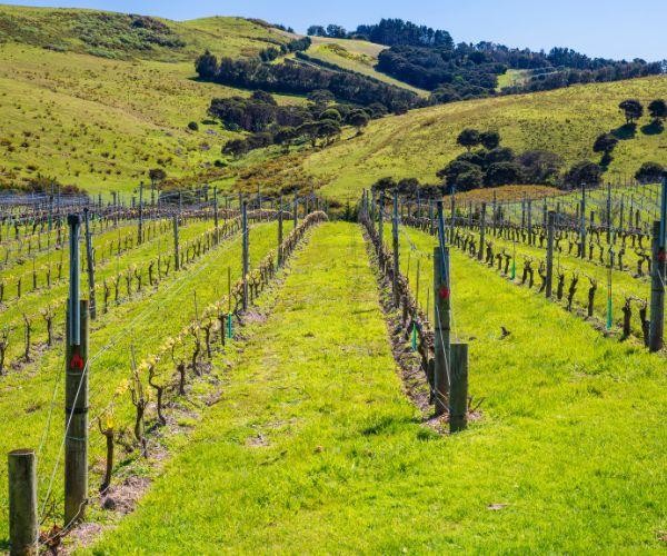 Nz north auckland waiheke island vineyards
