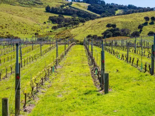 Nz north auckland waiheke island vineyards