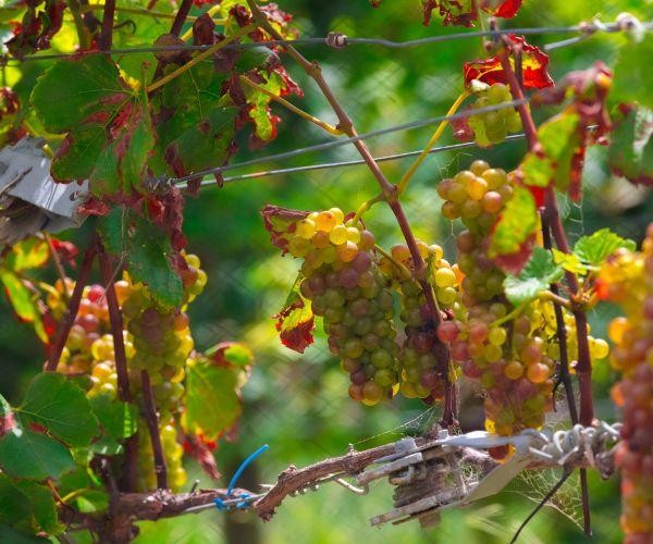 Nahaufnahme von Trauben in einem Weinberg in Neuseeland