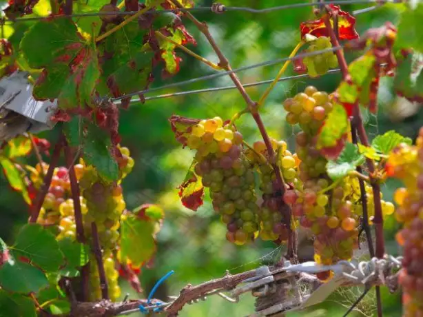 Nahaufnahme von Trauben in einem Weinberg in Neuseeland