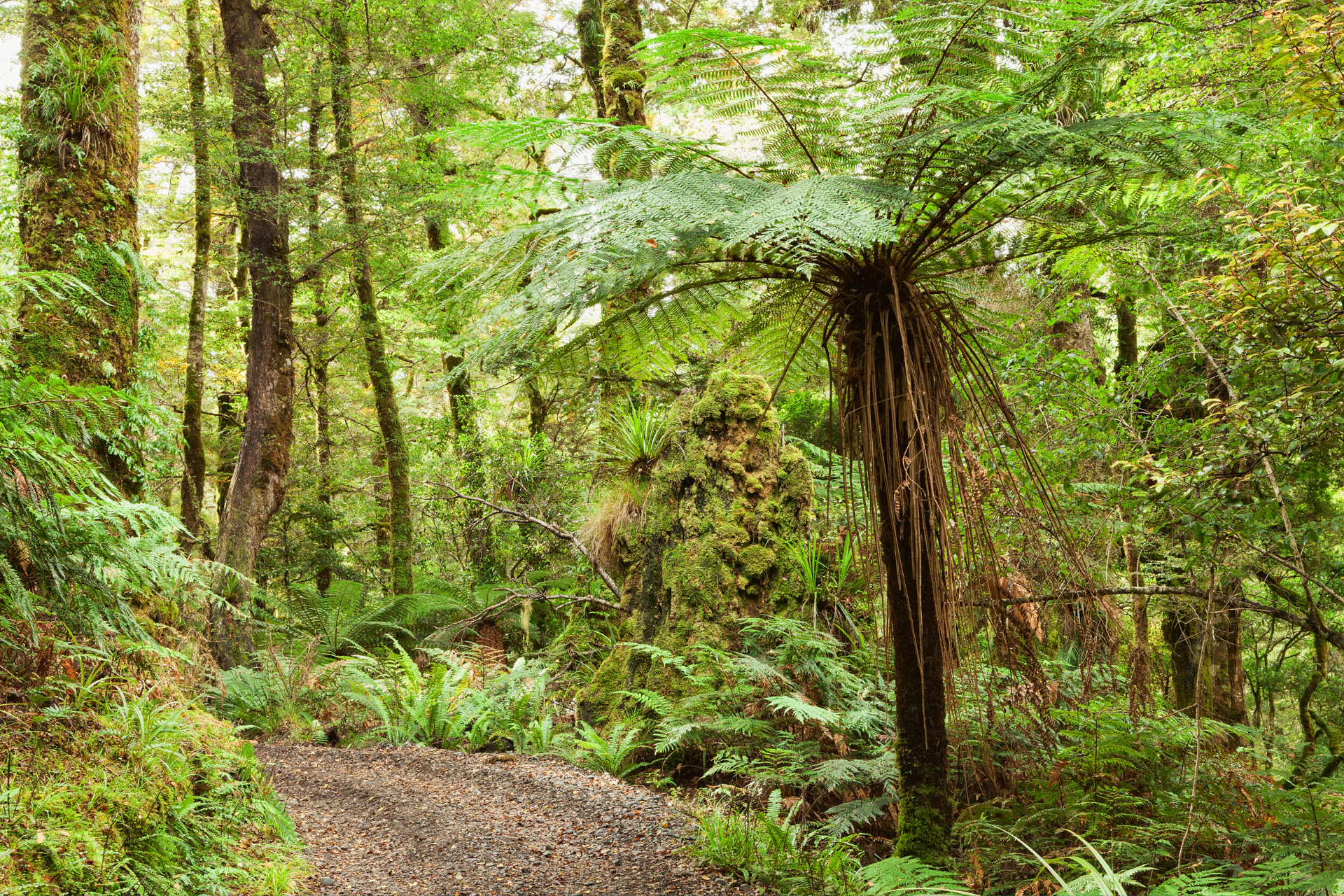 Nz north bayofplenty te urewera
