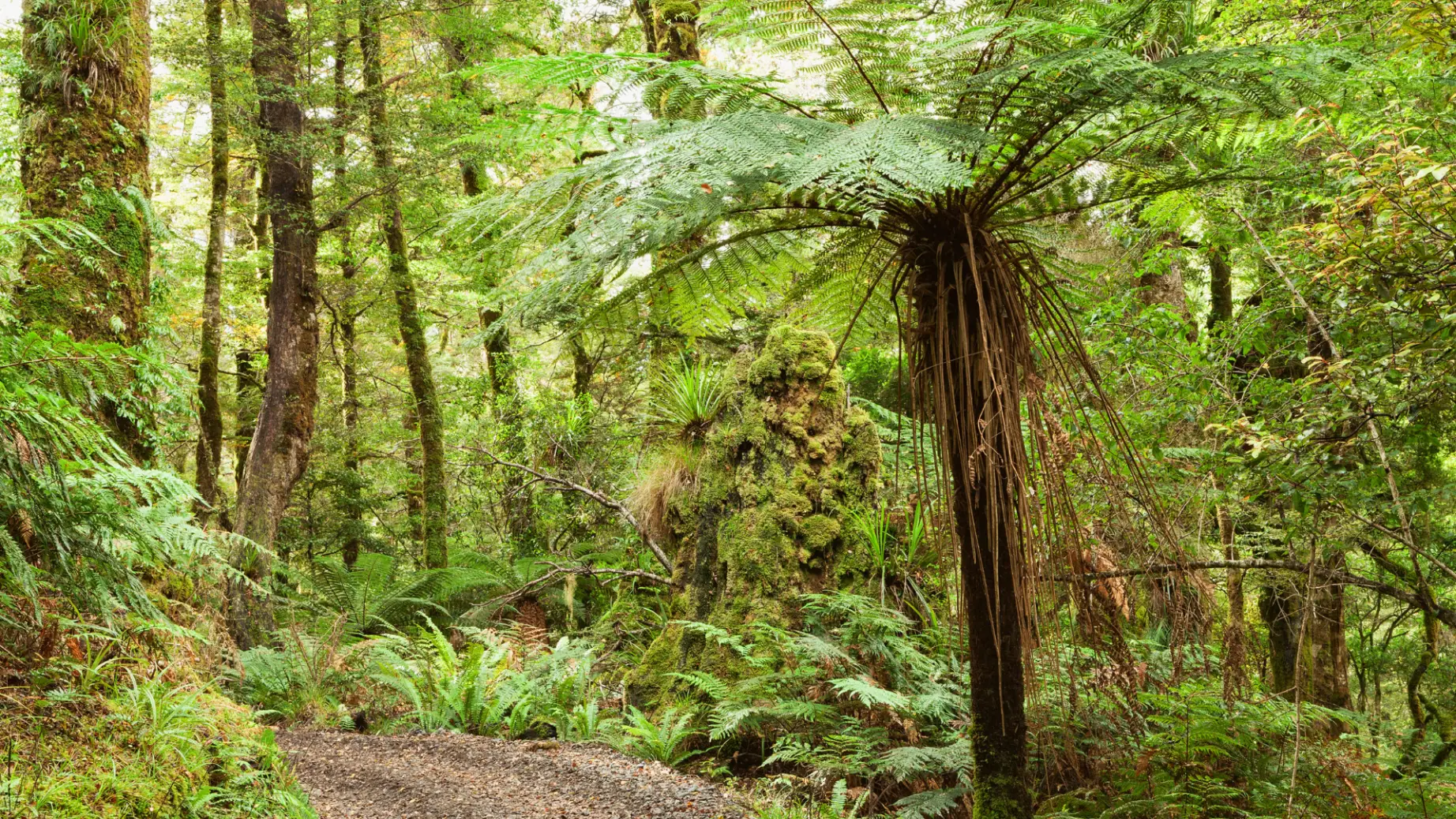 Nz north bayofplenty te urewera