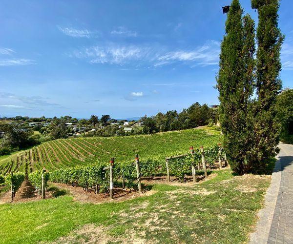 Nz north waiheke island onetango bay vineyard