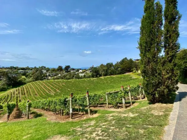 Nz north waiheke island onetango bay vineyard