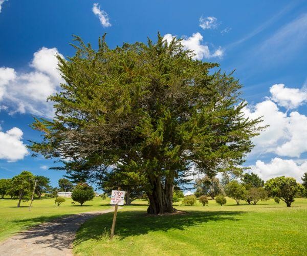 Nz north waiheke island tree outdoors