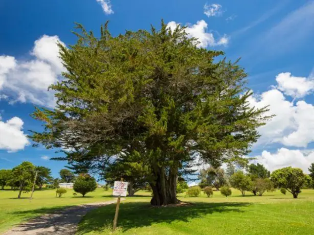 Nz north waiheke island tree outdoors