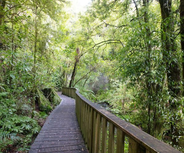 Nz north waitomo Mangapohue Natural Bridge
