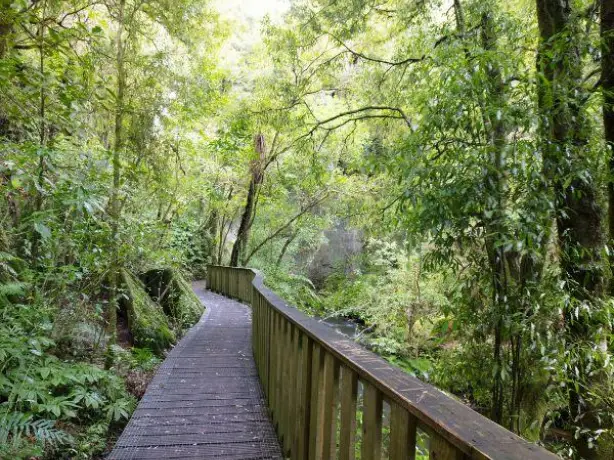 Nz north waitomo Mangapohue Natural Bridge