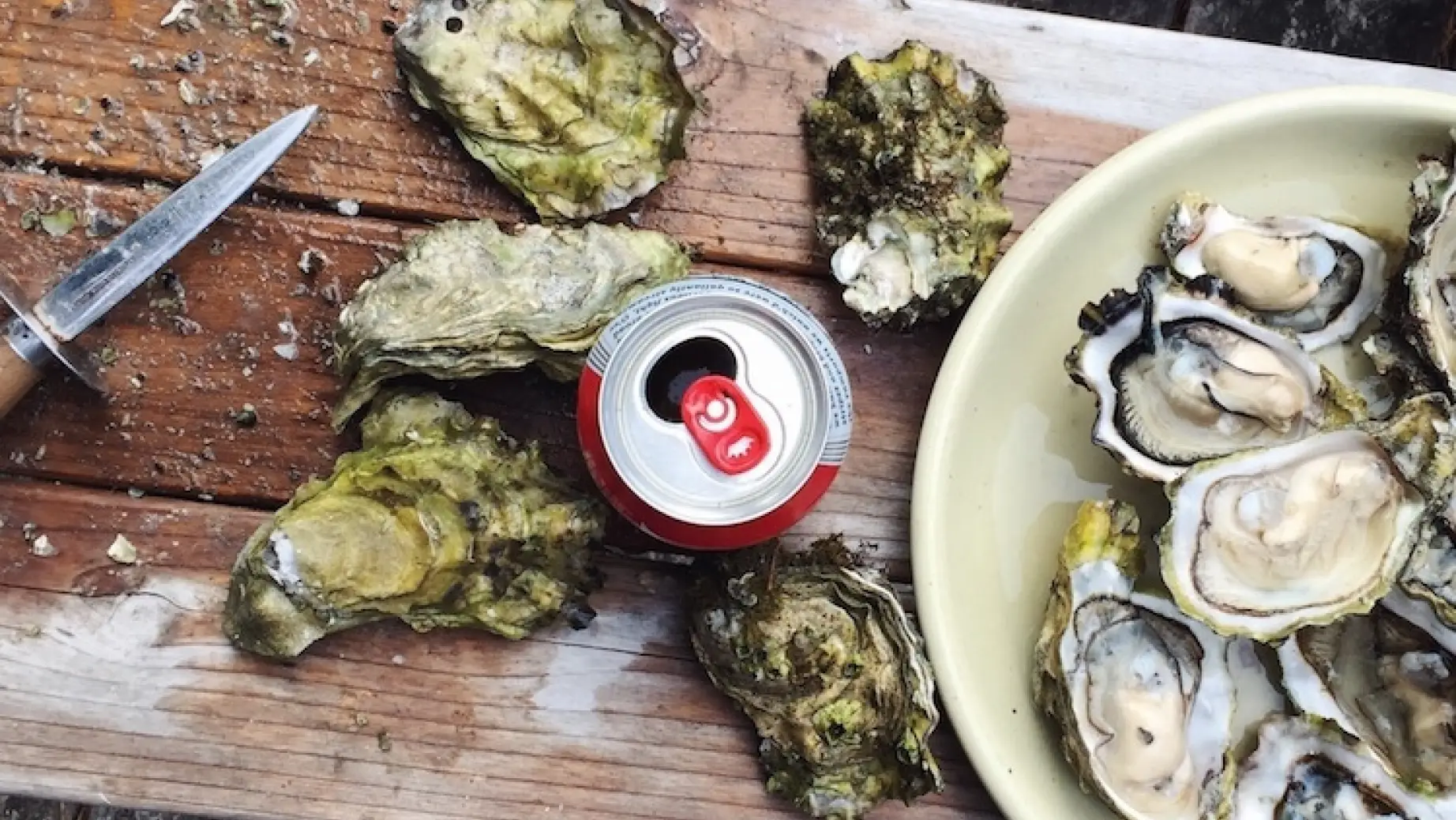 NZ bluff oysters cuisine seafood