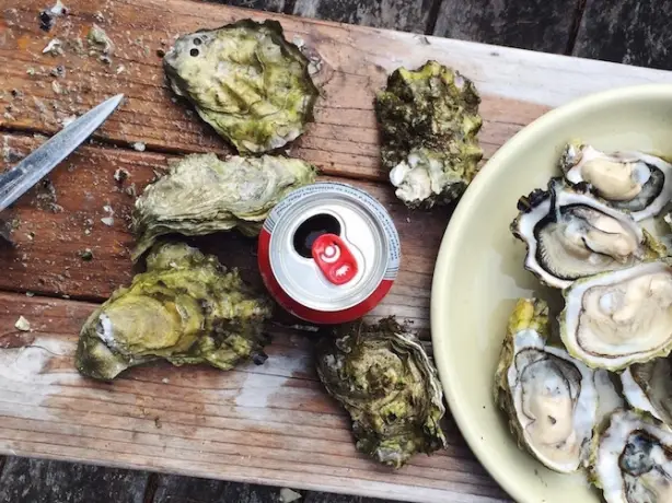 NZ bluff oysters cuisine seafood