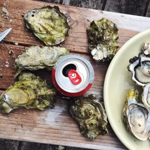 NZ bluff oysters cuisine seafood