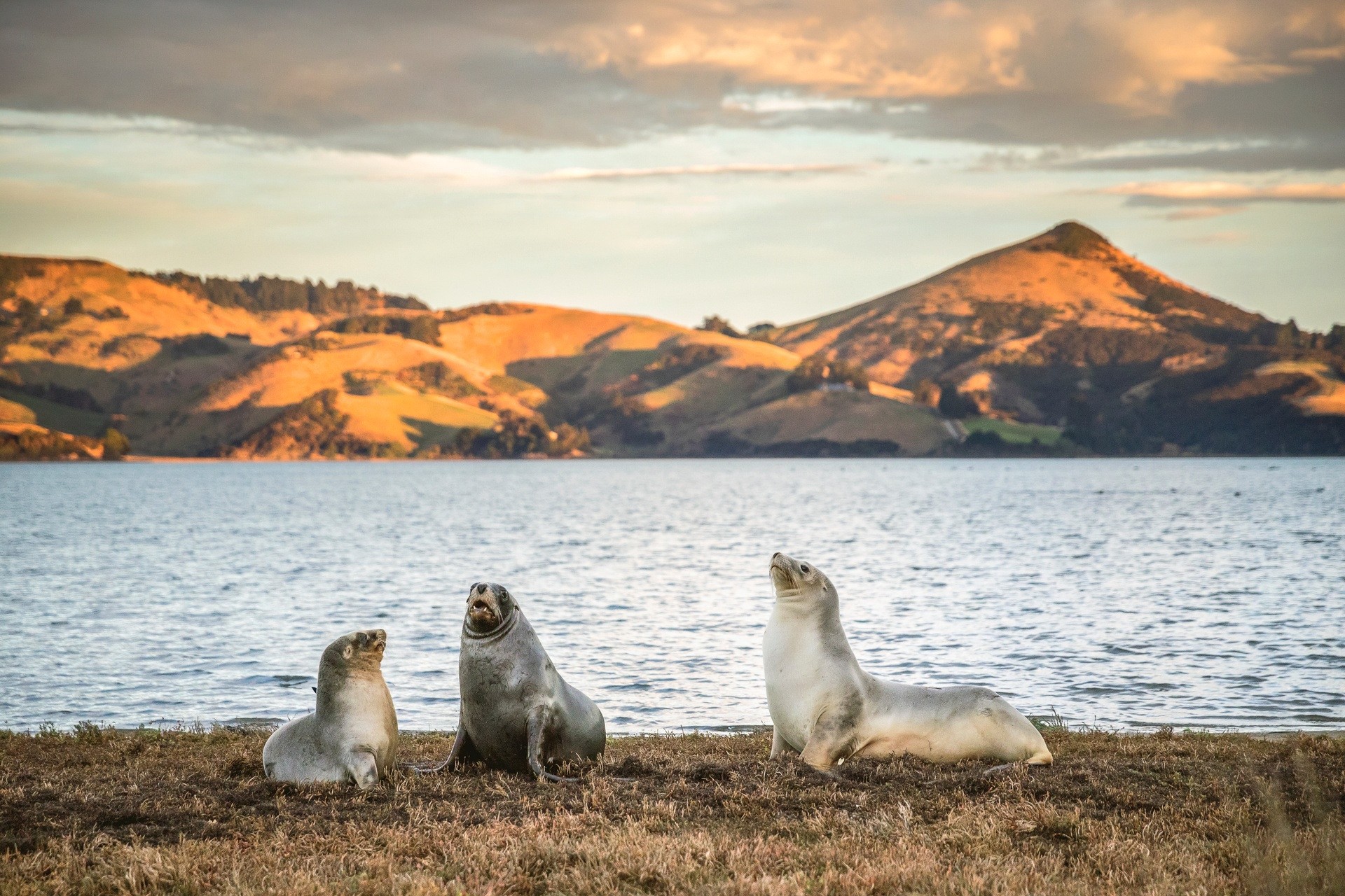 Neuseeland Südinsel Dunedin
