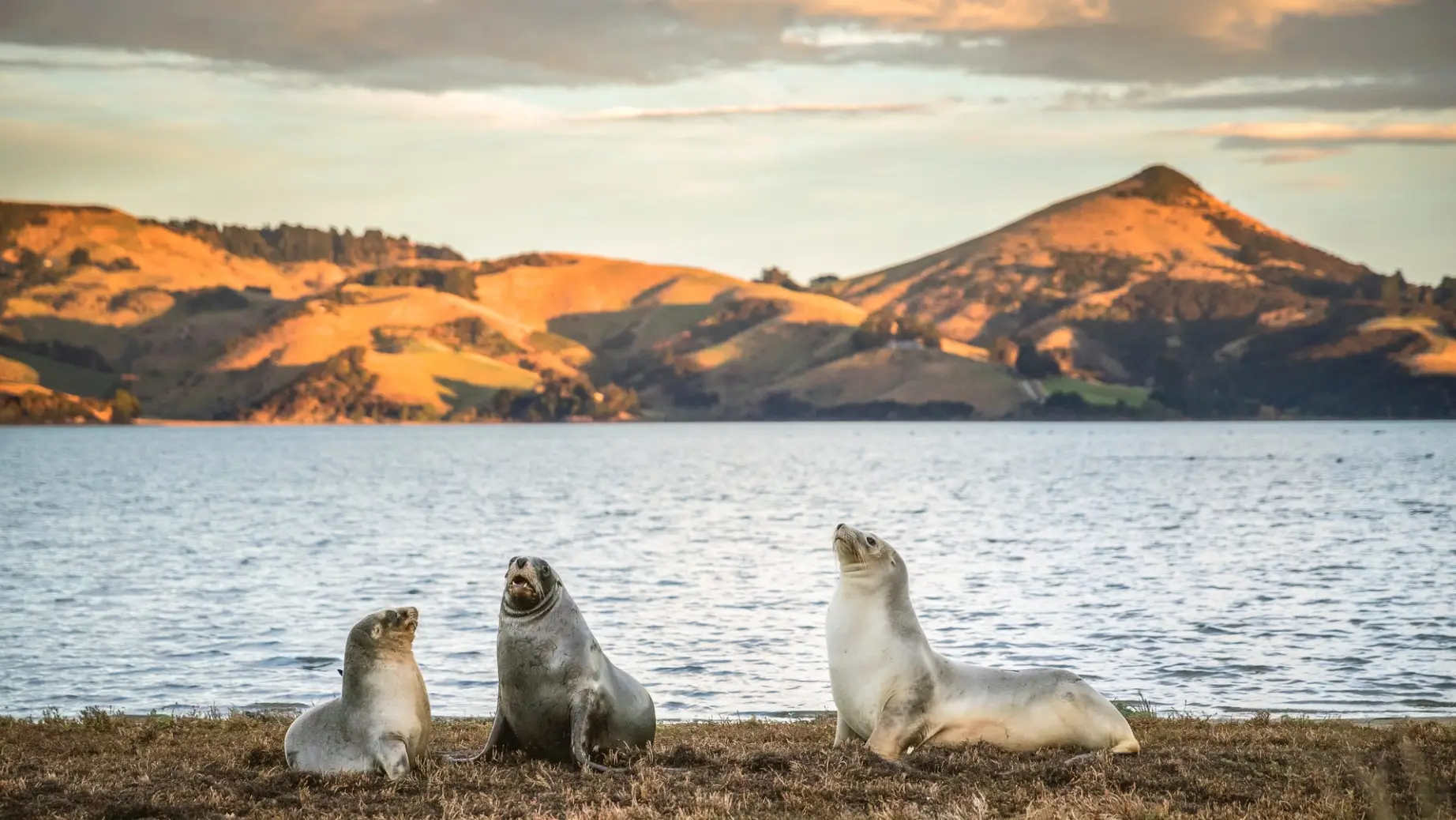 Neuseeland Südinsel Dunedin
