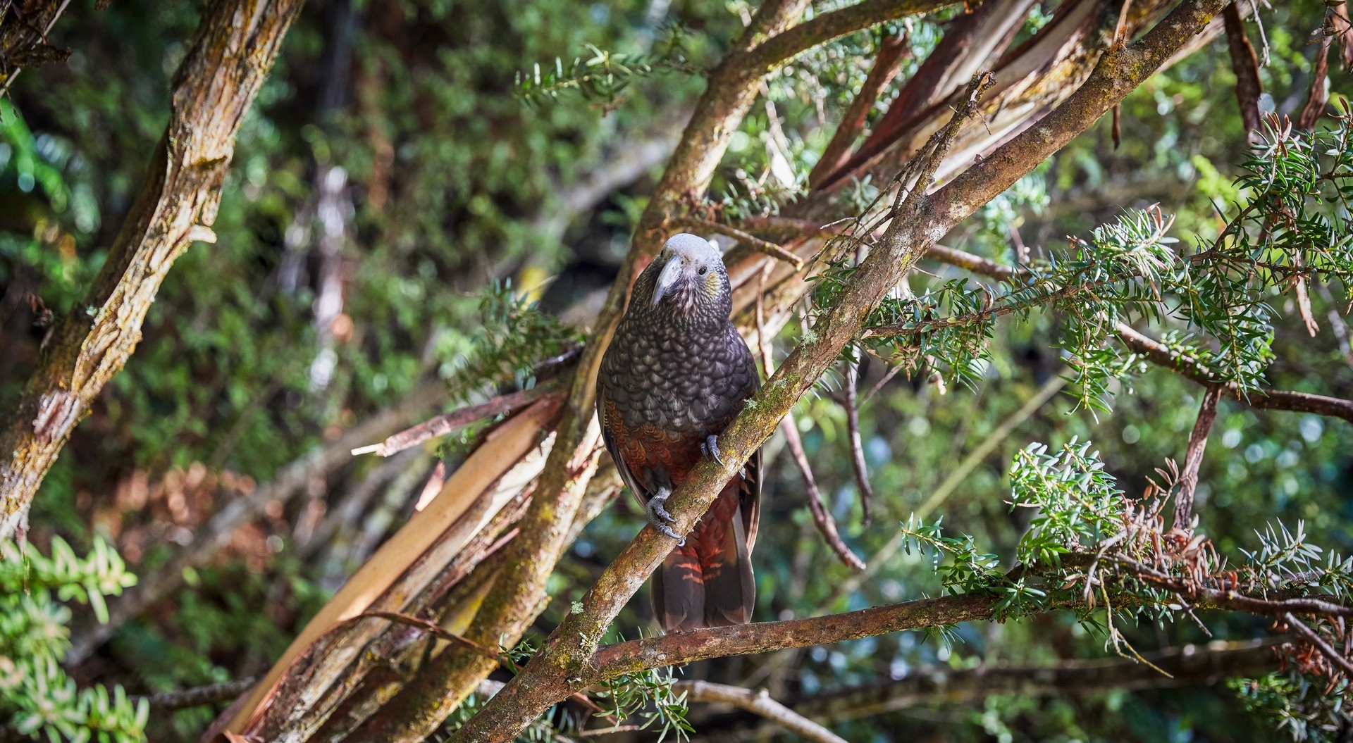 Nz south Stewart Island birdlife