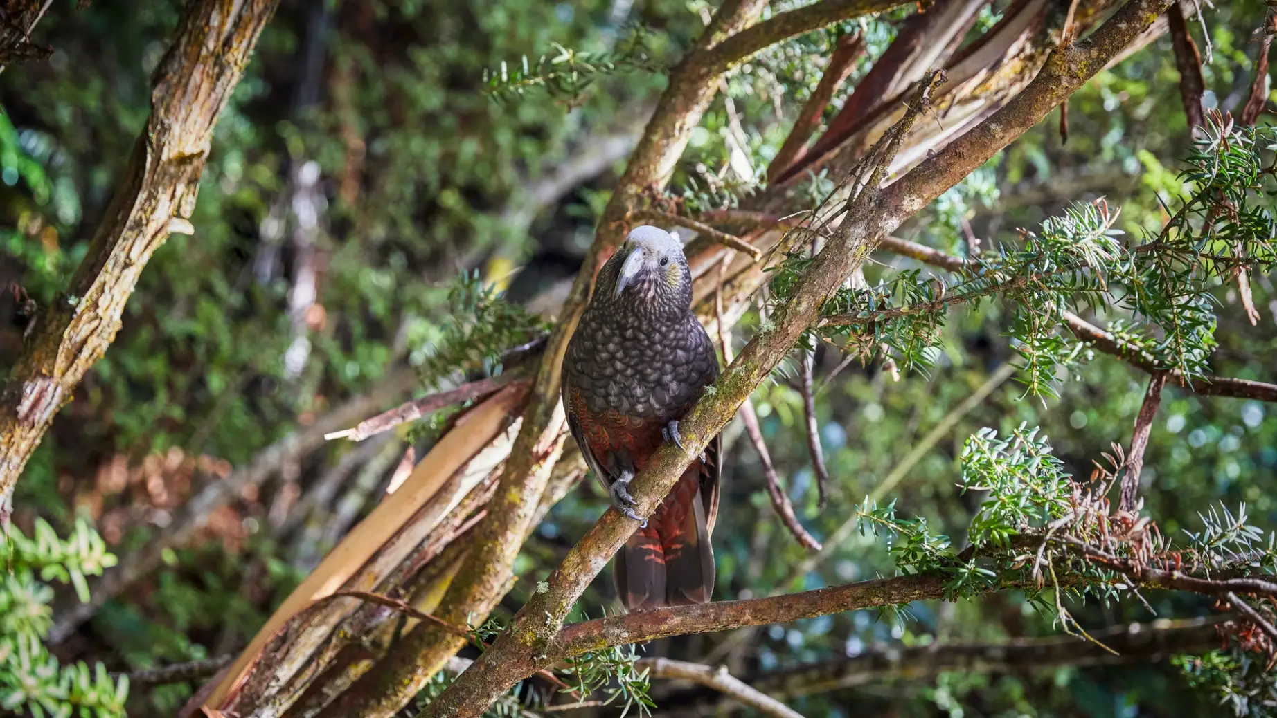 Nz south Stewart Island birdlife