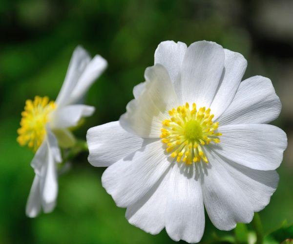 nz-south-mt cook-buttercup flower