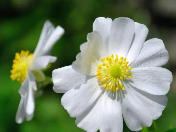 nz-south-mt cook-buttercup flower