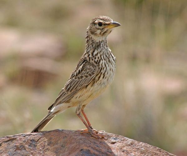 nz-south-mt cook-pipit