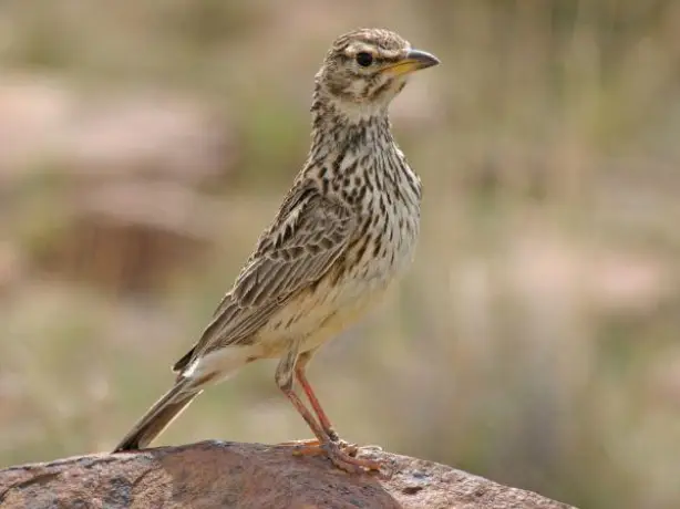 nz-south-mt cook-pipit