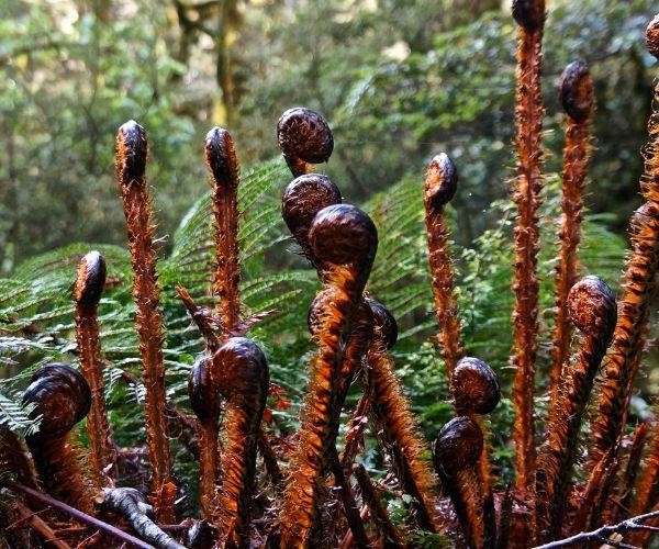 Nz south mount aspiring routeburn track fern nature