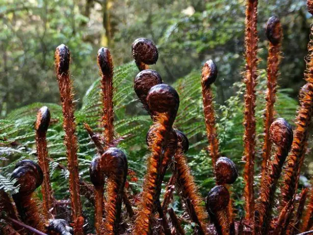 Nz south mount aspiring routeburn track fern nature