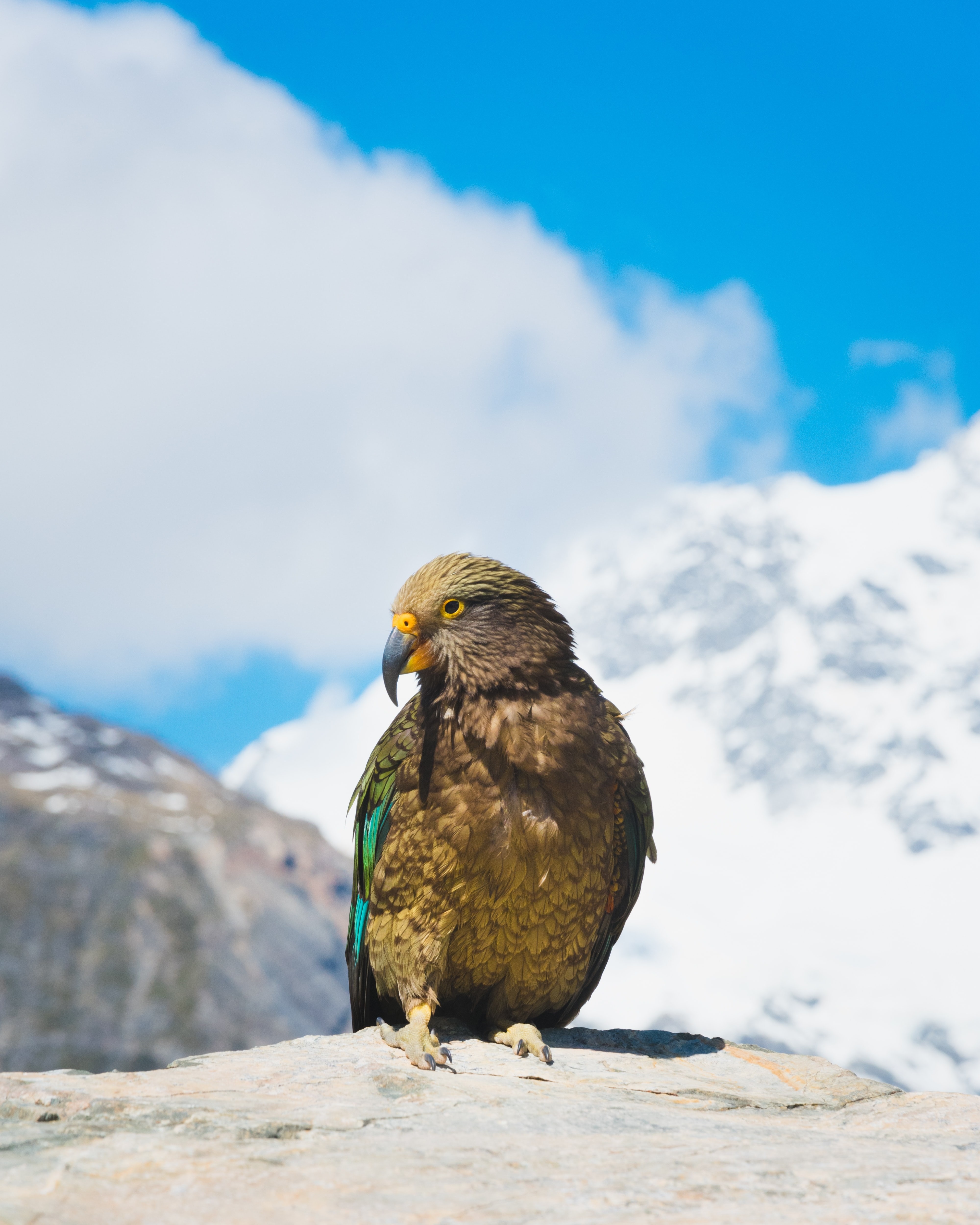 Nz-south- mount cook- kea-parrot
