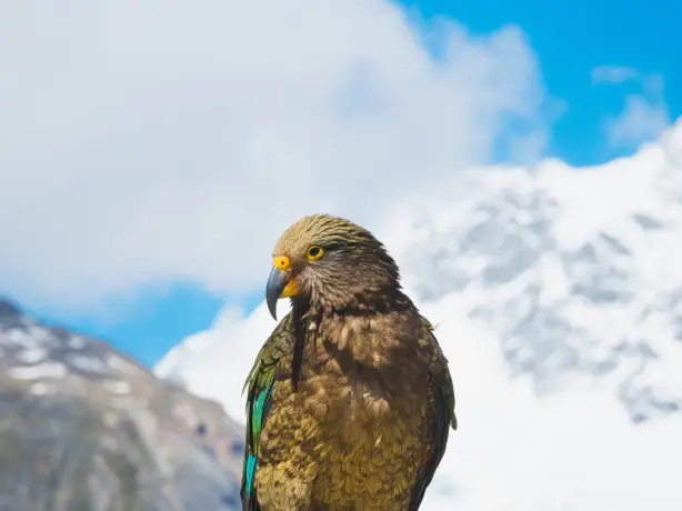 Nz-south- mount cook- kea-parrot