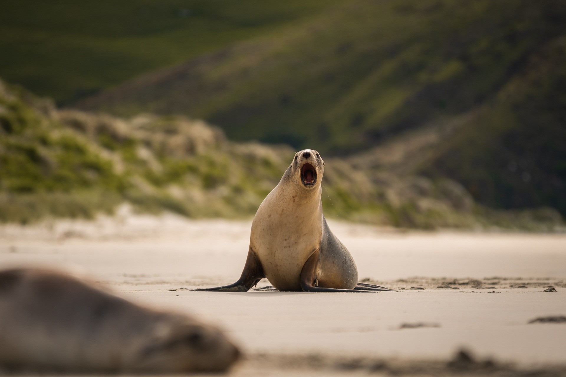 Seelöwe schreit an Strand in Neuseeland