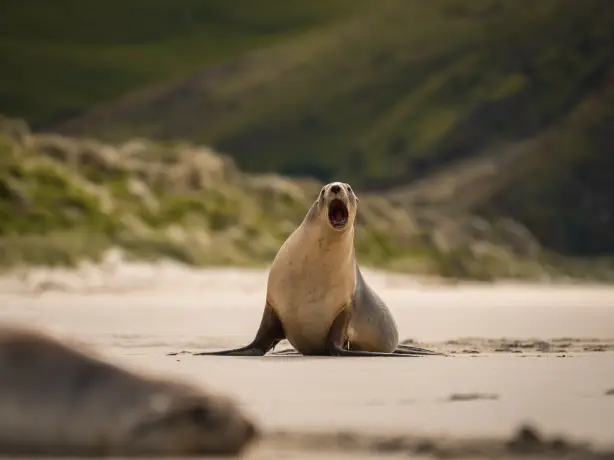Nz south dundedin Sea Lion Dunedin