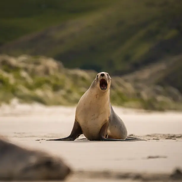 Seelöwe schreit an Strand in Neuseeland