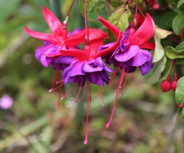 nz-south-dunedin-flowers