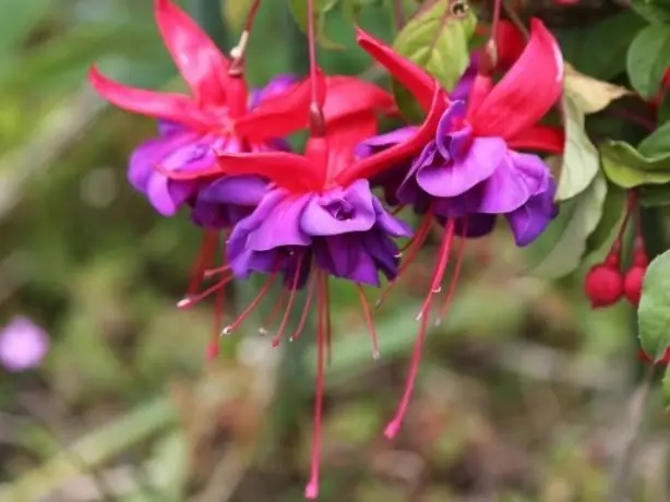 nz-south-dunedin-flowers