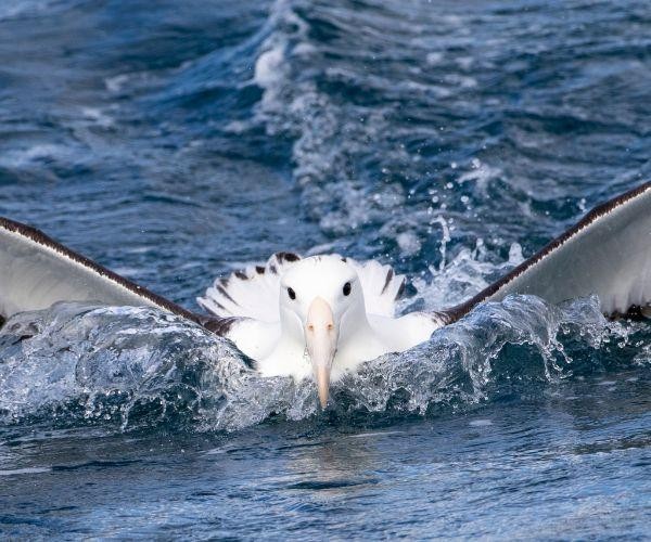 Nz south dunedin wildlife northern royal albatross