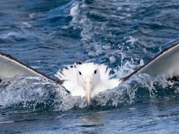 Nz south dunedin wildlife northern royal albatross