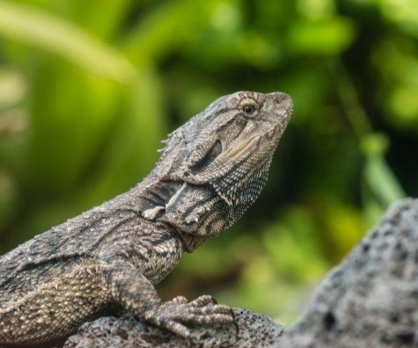 Nz south dunedin tuatara lizards