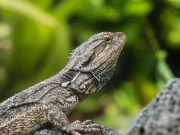 Nz south dunedin tuatara lizards