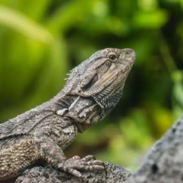 Nz south dunedin tuatara lizards