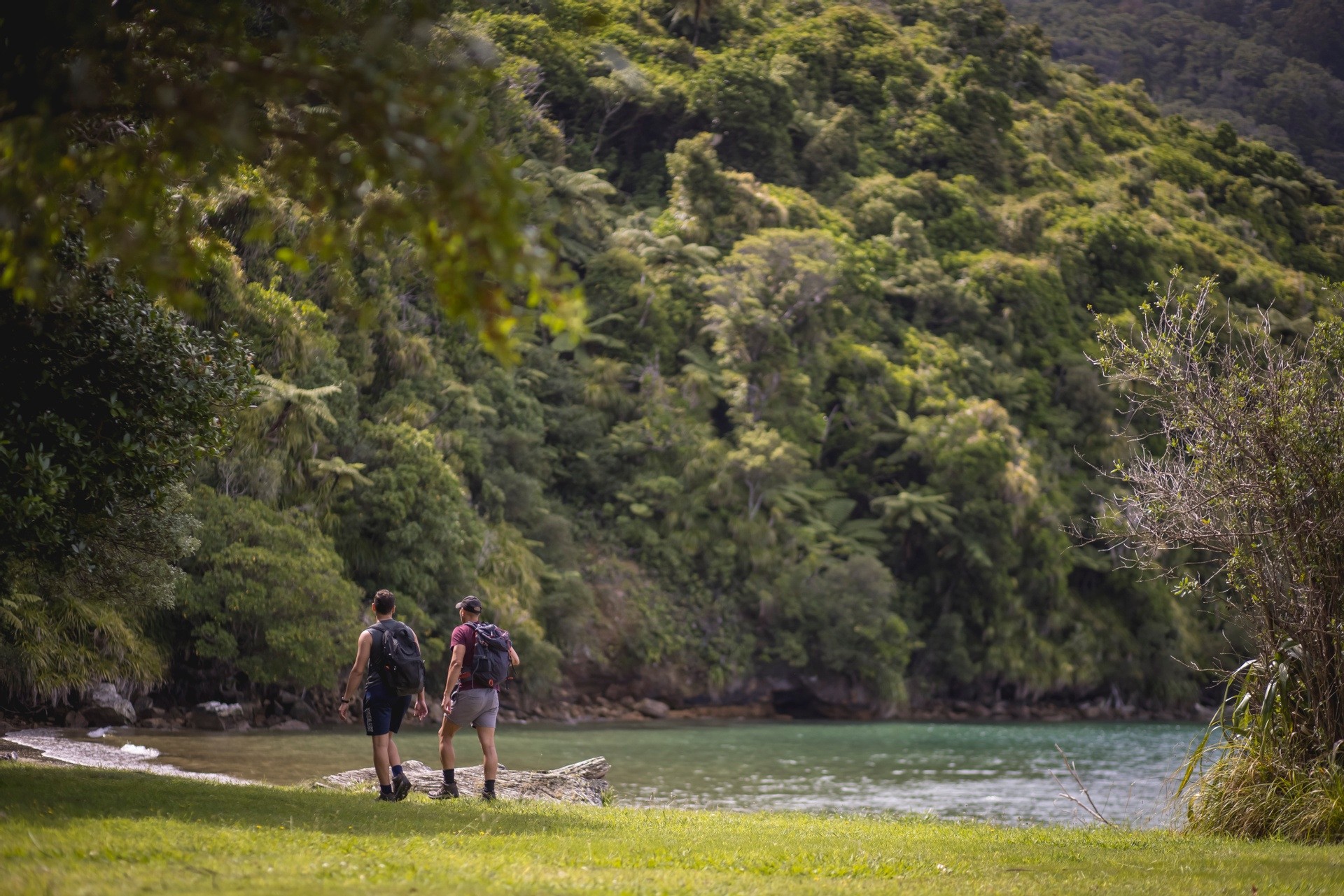 Nz south queen charlotte track